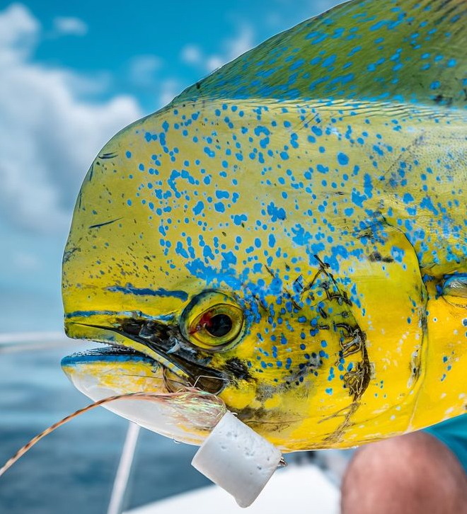 Mag Bay Fishing trips
